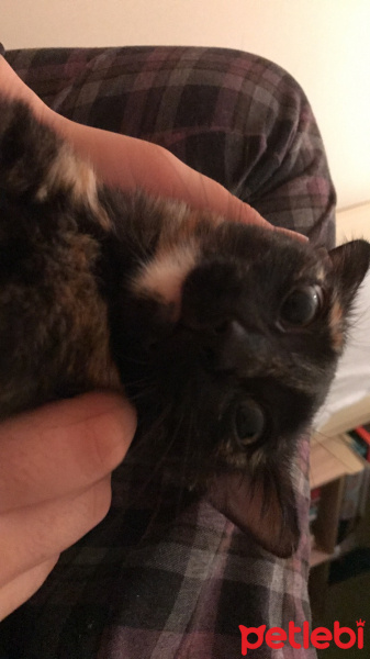 Tekir Kedi, Kedi  Gece fotoğrafı