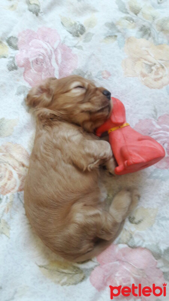 Amerikan Cocker Spaniel, Köpek  kuki fotoğrafı
