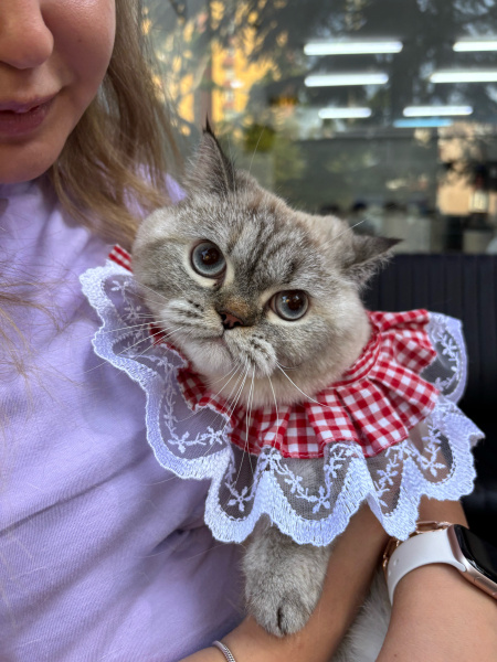 British Shorthair, Kedi  Turşu fotoğrafı