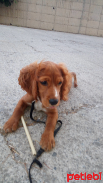 İngiliz Cocker Spaniel, Köpek  Tarçın fotoğrafı