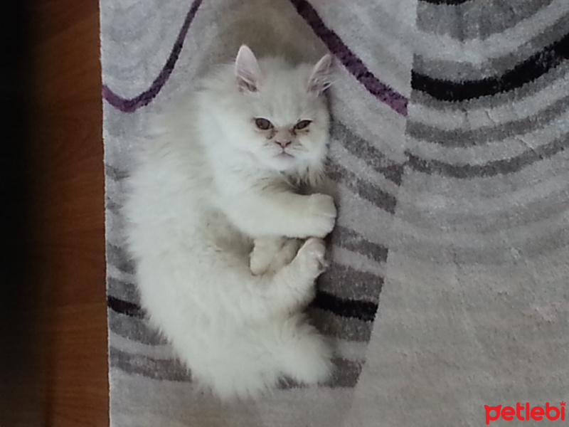 İran Kedisi (Persian), Kedi  BULUT fotoğrafı