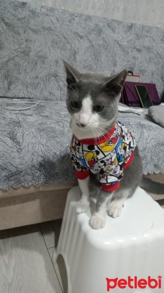 Tekir Kedi, Kedi  Pati fotoğrafı