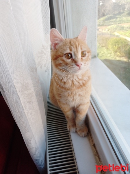 Sarman, Kedi  Duduş fotoğrafı