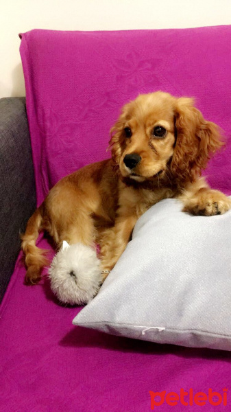 Amerikan Cocker Spaniel, Köpek  June fotoğrafı