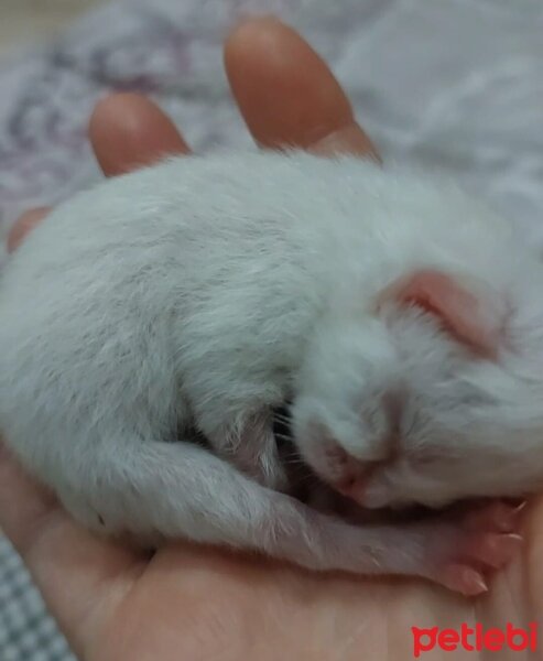 British Longhair, Kedi  Pamuk (ponpon) fotoğrafı