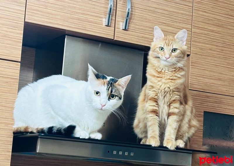 Tekir Kedi, Kedi  Ollie fotoğrafı