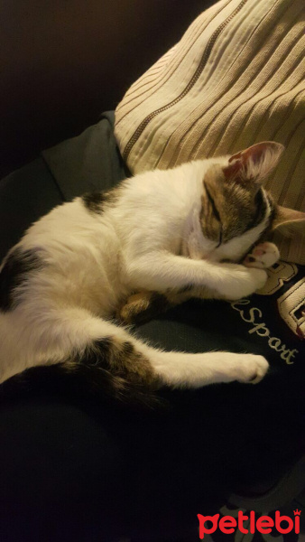 Abyssinian, Kedi  Melek fotoğrafı