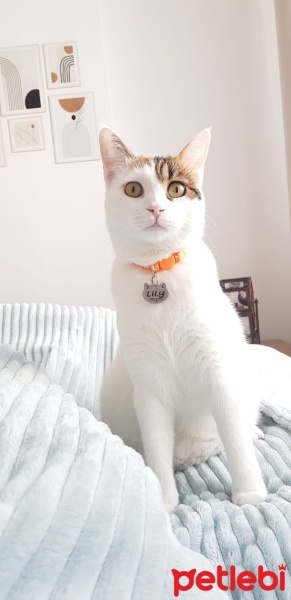 Tekir Kedi, Kedi  Lily Sultan fotoğrafı