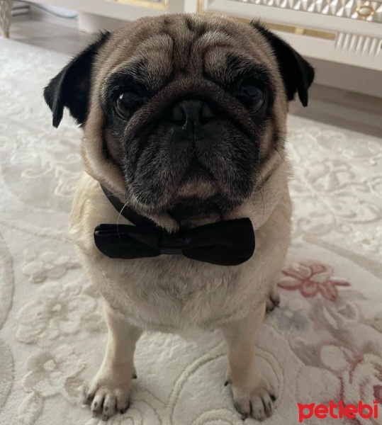 Pug, Köpek  Tosun fotoğrafı