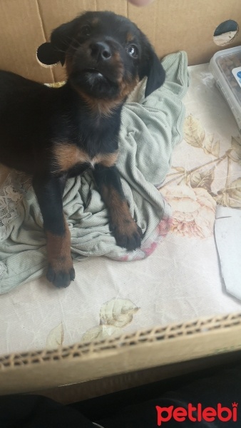 Rottweiler, Köpek  Yok fotoğrafı