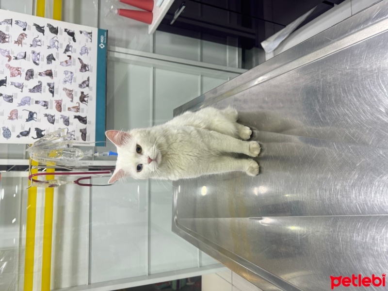 Van Kedisi, Kedi  Ponçik fotoğrafı