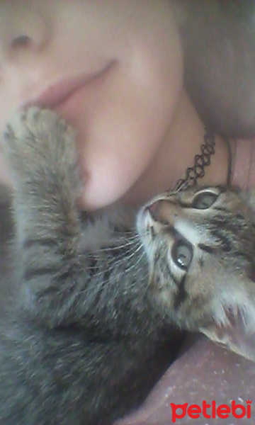 Tekir Kedi, Kedi  Şoli fotoğrafı