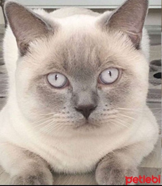 British Shorthair, Kedi  şila fotoğrafı
