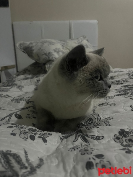 British Shorthair, Kedi  şila fotoğrafı