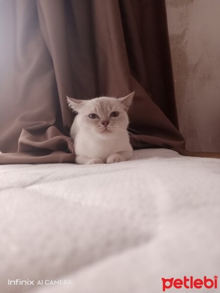 British Longhair, Kedi  lilith yuva arıyor ankaradan mümkünse fotoğrafı