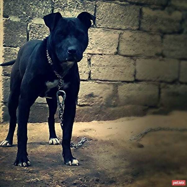 Amerikan Staffordshire Terrier, Köpek  Jessy fotoğrafı