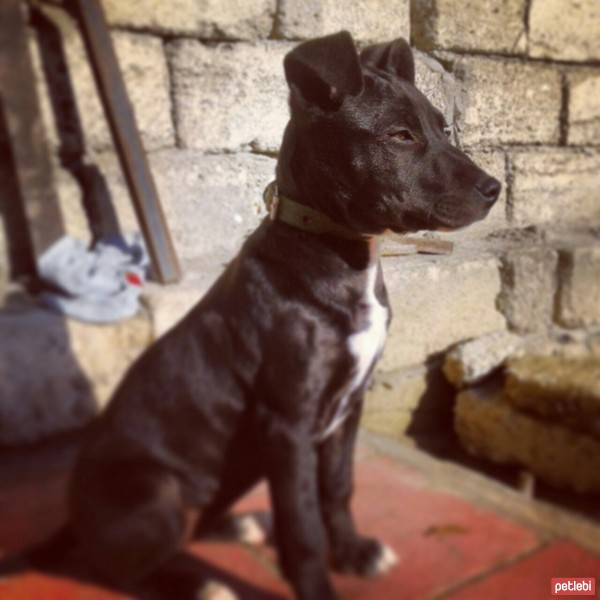 Amerikan Staffordshire Terrier, Köpek  Jessy fotoğrafı