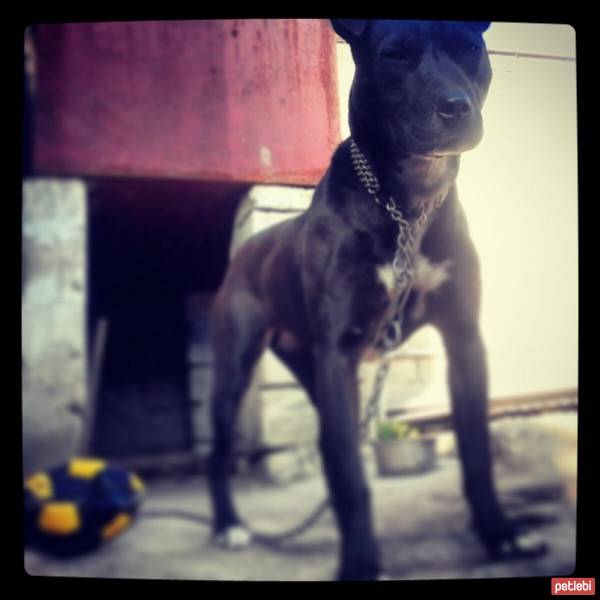 Amerikan Staffordshire Terrier, Köpek  Jessy fotoğrafı