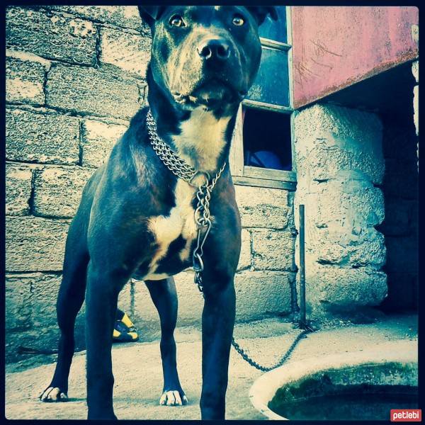 Amerikan Staffordshire Terrier, Köpek  Jessy fotoğrafı