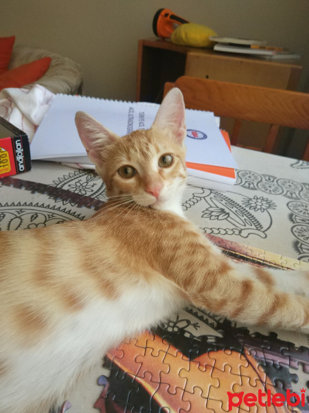 Tekir Kedi, Kedi  Bal fotoğrafı