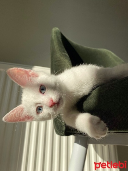 Tekir Kedi, Kedi  Maviş fotoğrafı