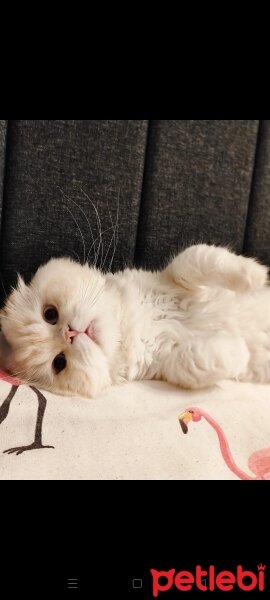 Scottish Fold, Kedi  Ramo fotoğrafı