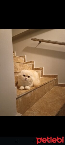 Scottish Fold, Kedi  Ramo fotoğrafı