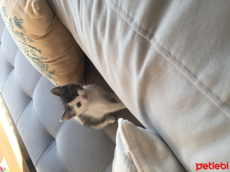 American Bobtail, Kedi  Sürpriz fotoğrafı