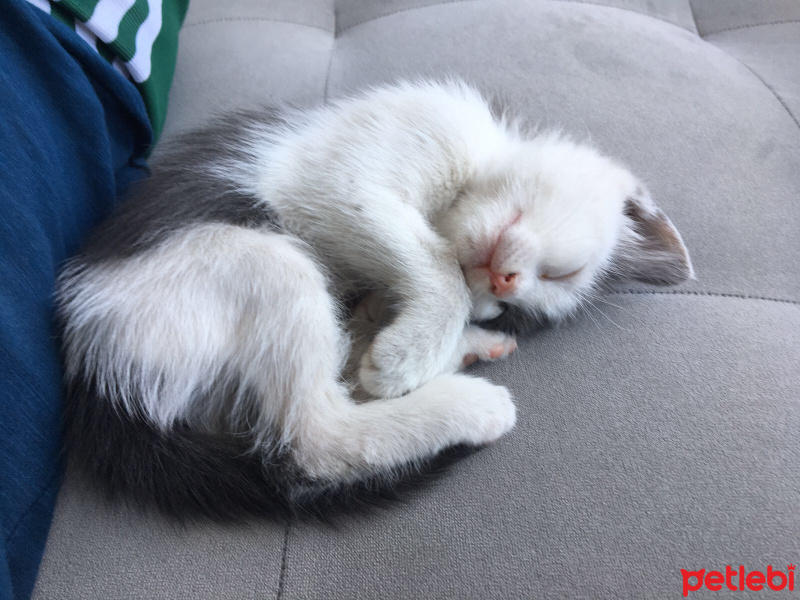 American Bobtail, Kedi  Sürpriz fotoğrafı