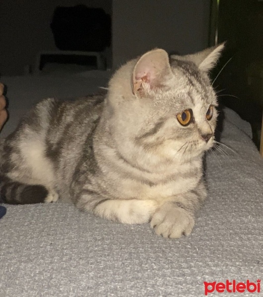 British Shorthair, Kedi  Minnoşşş fotoğrafı