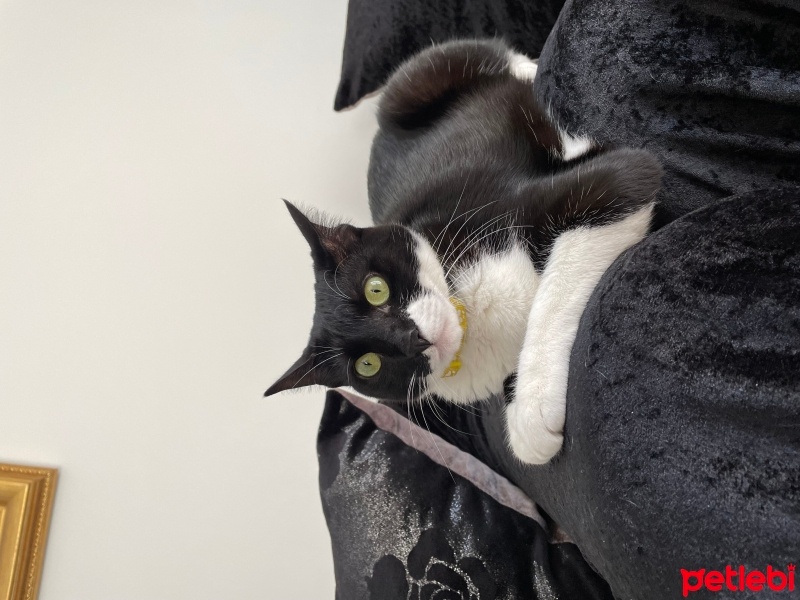 Tuxedo (Smokin) Kedi, Kedi  Mia fotoğrafı