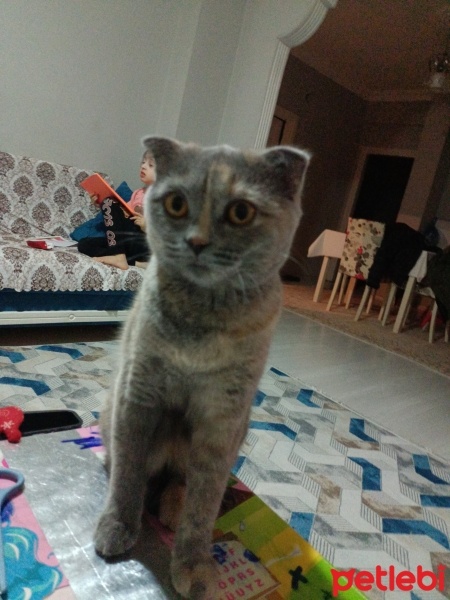 Scottish Fold, Kedi  Boncuk yılmaz fotoğrafı