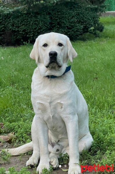 Labrador Retriever, Köpek  Balto Aranolex fotoğrafı