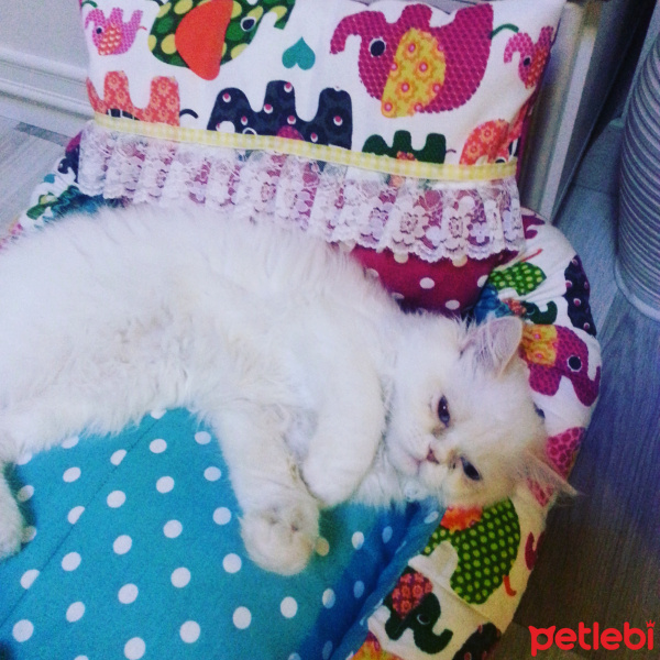 Himalayan, Kedi  Maviş  fotoğrafı