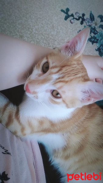 Tekir Kedi, Kedi  Minnoş fotoğrafı