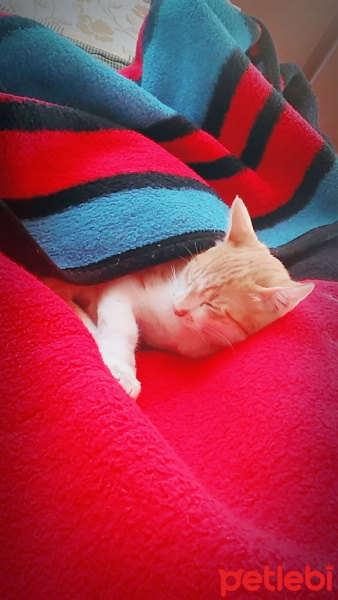 Tekir Kedi, Kedi  Minnoş fotoğrafı
