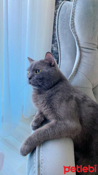 British Shorthair, Kedi  Şakir fotoğrafı