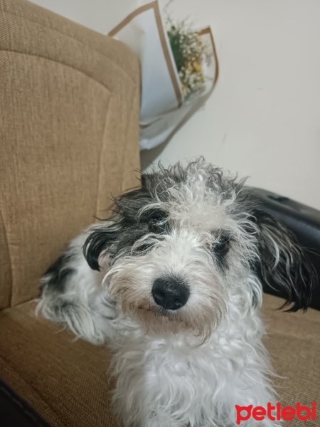 Maltese, Köpek  Toprak fotoğrafı