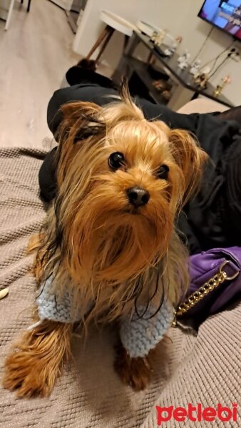 Yorkshire Terrier, Köpek  Tomy fotoğrafı