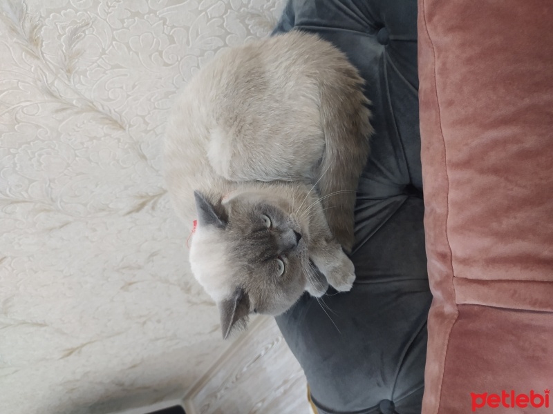 British Shorthair, Kedi  Pamuk fotoğrafı