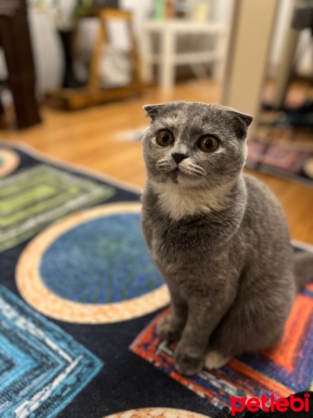 Scottish Fold, Kedi  Şanslı fotoğrafı