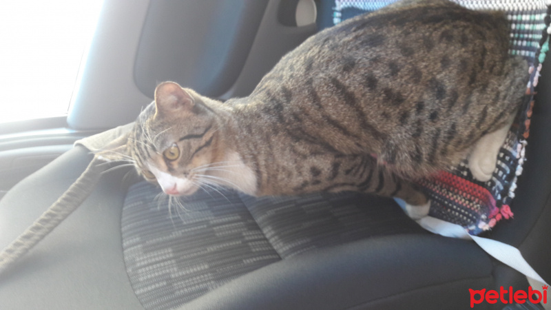 Tekir Kedi, Kedi  Nilgüş fotoğrafı