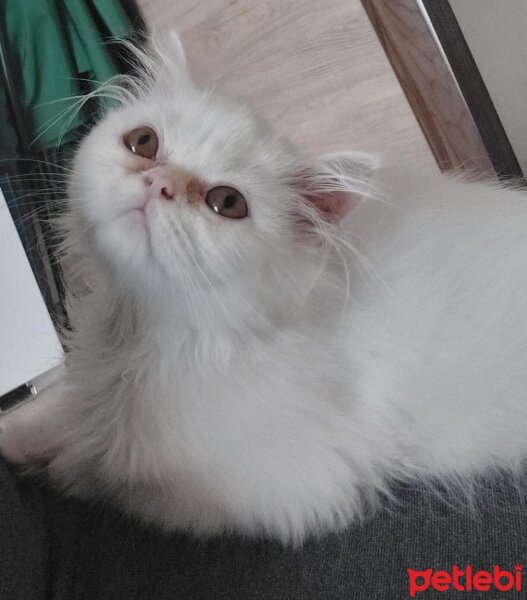 British Longhair, Kedi  Pamuk fotoğrafı