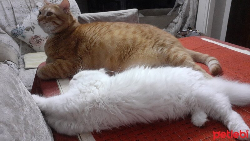 British Longhair, Kedi  Pamuk fotoğrafı