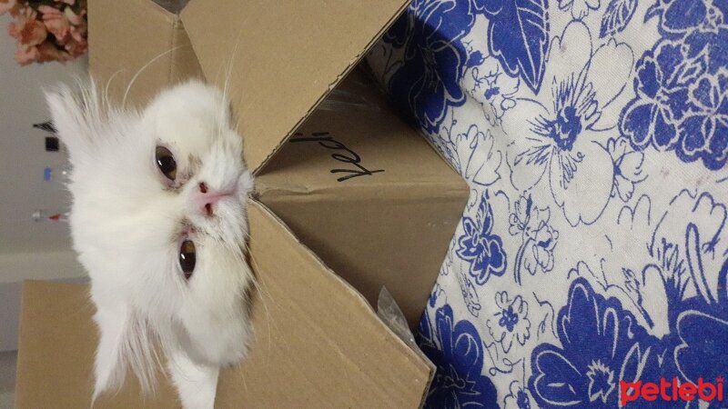 British Longhair, Kedi  Pamuk fotoğrafı