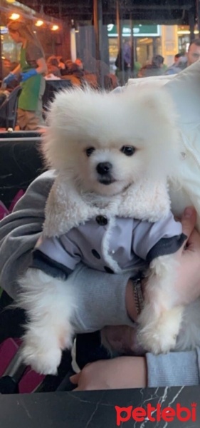 Pomeranyalı, Köpek  Oscar fotoğrafı