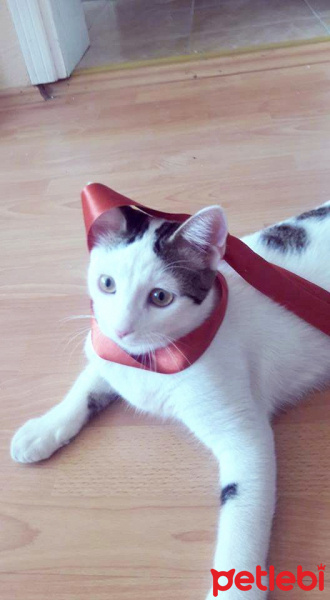 Tekir Kedi, Kedi  Şüko fotoğrafı