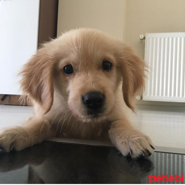 Golden Retriever, Köpek  cesur fotoğrafı
