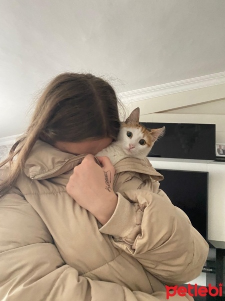 Tekir Kedi, Kedi  Mia fotoğrafı