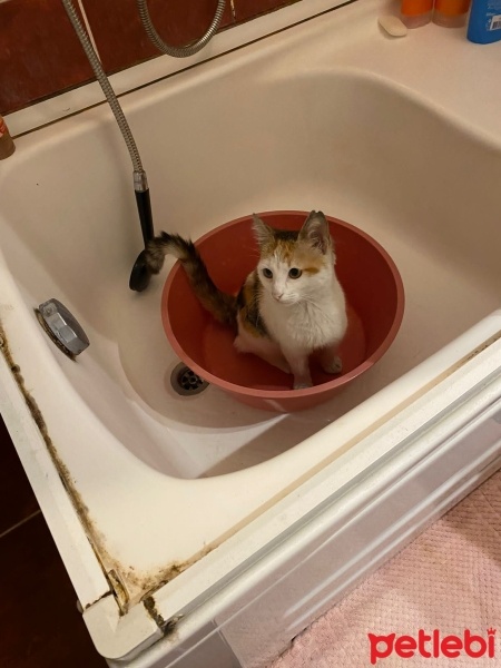 Tekir Kedi, Kedi  Mia fotoğrafı